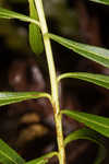 Arkansas ironweed